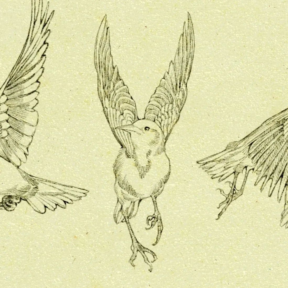 drawing passerines